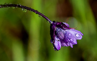 4/5/2024 Flowers and Raindrops: Sweet Springs Trail after the Rain