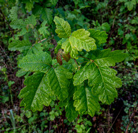 Poison Oak (Toxicodendron diversilobum) on Sweet Springs Trail