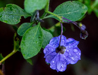 Blue Witch Nightshade (Solanum umbelliferum)