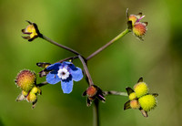 Seeds and Flower of Hound's Tongue (Cynoglossum grande)