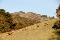 Deer & Windy Hill from PVR