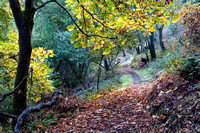 Autumn Trail: Sweet Springs Trail in November