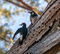 Pair of Acorn Woodpeckers (Melanerpes formicivorus), in Acorn Tree