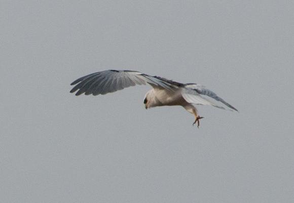 White-tailed Kite (Elanus leucurus), Swooping for the Kill