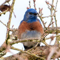 Male Western Bluebird (Sialia mexicana) at Portola Valley Ranch
