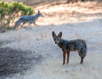 Two Coyotes, Frog Pond Meadow