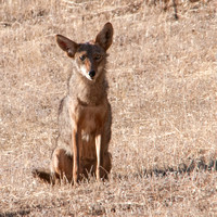 Young Coyote, Frog Pond Meadow