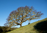 Lonely Blue Oak in Late Spring, Windy Hill