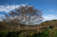 Tree & Trail