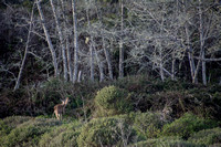 Bare Trees, Lace Lichen, and Two Deer