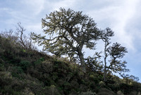 Tree in Chaparral