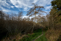 Wetlands Trail
