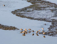 Shorebirds (Detail)