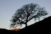 Dark Tree, Dawn Moon
