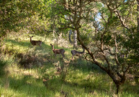 Deer from Trail