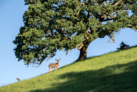 Deer under Lonely Oak