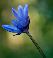 Blue Dicks (Dichelostemma capitatum ssp capitatum)