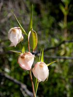 White Globe Lily (Calochortus albus)