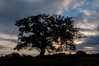 The Lone Valley Oak Sillhouettes against the Cloud-mottled Sky