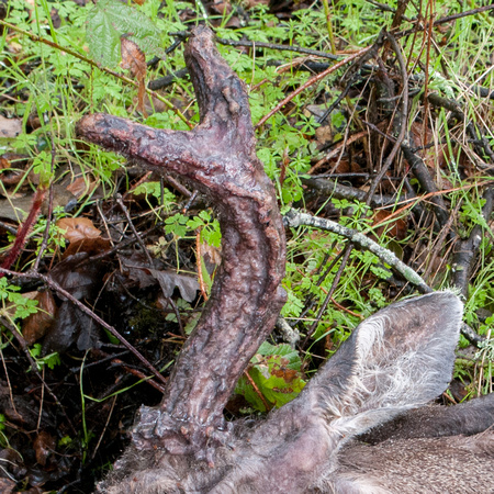 Recent Kill -- Antlers (Detail)