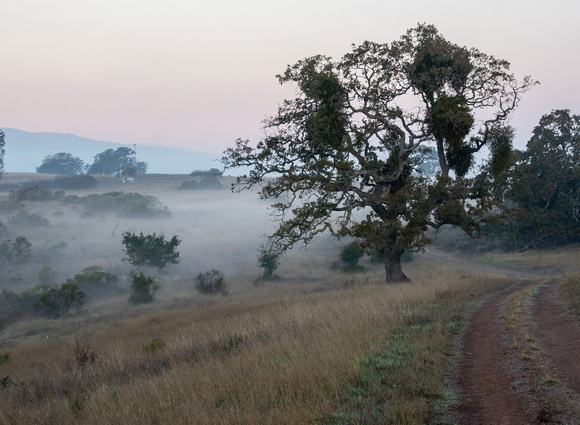 Mistletoe-laden Valley Oak (Quercus lobata) with Dawn Mist