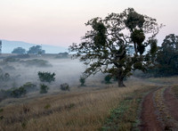 Mistletoe-laden Valley Oak (Quercus lobata) with Dawn Mist