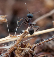 Harvester Ant (Messor andrei) Climbing