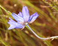 Blue Dicks Flower (Dichelostemma capitatum ssp capitatum)