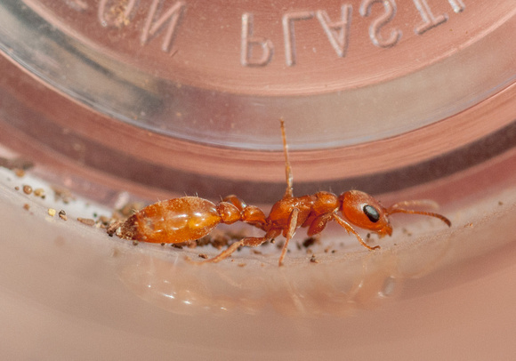 Rare Twig Ant (Pseudomyrmex apache)