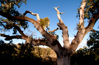 Lace Lichen (Ramalina menziesii) on Valley Oak (Quercus lobata)