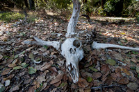 Buck Skull on Oak Leaves