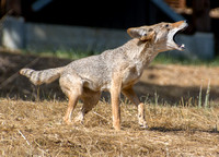 7/19/2014 Coyote Territorial Display