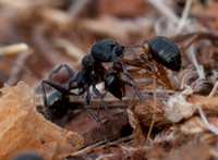Harvester Ant (Messor andrei) carries dead Carpenter Ant (Camponotus spp.)