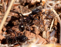 Harvester Ant with Seed