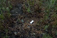 Mourning Dove Nest (Zenaida macroura)