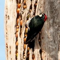 Acorn Woodpecker (Melanerpes formicivorus) Tends Granary Tree