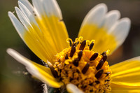 Tidy Tips Flower (Layia platyglossa)