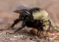 Dying Bee