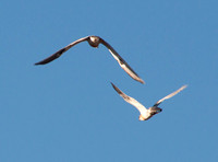 Two Juvenile Kites in Flight