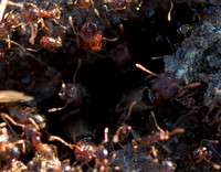 Winged Pheidole Males with Major Worker at Nest Mouth