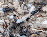 Winged Female Harvester Ant (Messor andrei)