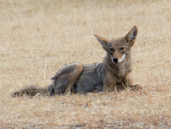 Coyote at Rest