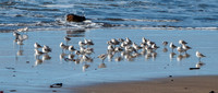 Sandpipers at Waddell Beach