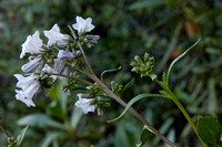 Flowers of Yerba Santa (Eriodictyon californicum)
