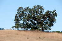 Hilltop Oak
