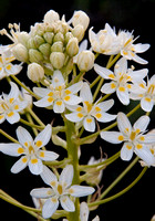 Blossom of Fremont's Star Lily (Zigadenus fremontii)
