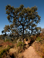 Valley Oak (Quercus lobata) on Trail 10
