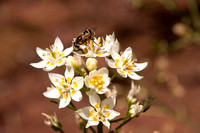 Bee on Flowers of Fremont's Star Lily (Zigadenus fremontii)