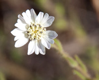Tarweed Flower