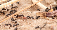 Messor andrei (Harvester Ants)